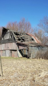 Barns in this state of disrepair at once draw me in and creep me out. Hawk keeps watch.